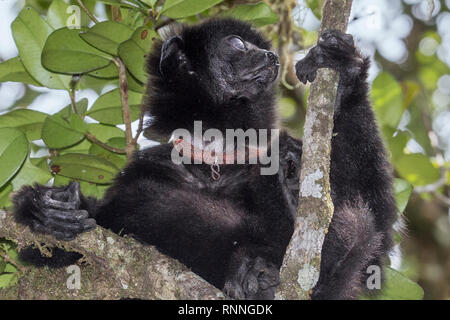 L'Milne-Edward Sifika, lemur, le Propithecus edwardsi, Parc National de Ranomafana, Madagascar. L'œil droit aveugle due à un traumatisme  + collier Banque D'Images