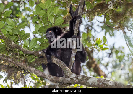 L'Milne-Edward Sifika, lemur, le Propithecus edwardsi, Parc National de Ranomafana, Madagascar Banque D'Images