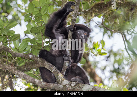 L'Milne-Edward Sifika, lemur, le Propithecus edwardsi, Parc National de Ranomafana, Madagascar. L'œil droit aveugle due à un traumatisme Banque D'Images