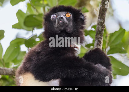 L'Milne-Edward Sifika, lemur, le Propithecus edwardsi, Parc National de Ranomafana, Madagascar. L'œil droit aveugle due à un traumatisme Banque D'Images