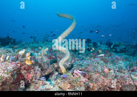 Serpent de mer d'olive ou golden seasnake, Aipysurus laevis, de chasser une proie dans les crevasses des récifs coralliens sur seamount, Kei ( ou Kai ) Îles, l'Indonésie Banque D'Images