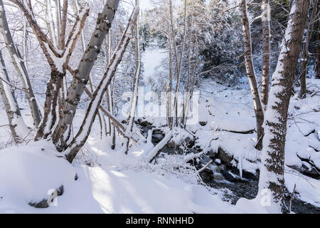 Hiver neige fraîche couvrant de glace Canyon Trail et Creek dans le montagnes San Gabriel près de Mt. Baldy et Los Angeles en Californie du Sud. Banque D'Images