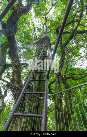 Grande échelle menant à un arbre arbre Lamington passerelle haut dans le Queensland, Australie Banque D'Images