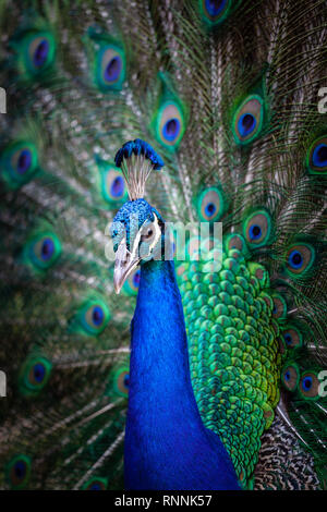 Peacock avec queue en éventail à la caméra à droite Banque D'Images