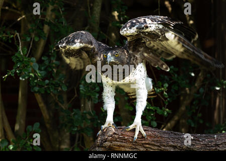 Un aigle Martial battre des ailes à l'African Raptor Center, Midlands du Natal, Afrique du Sud. Banque D'Images