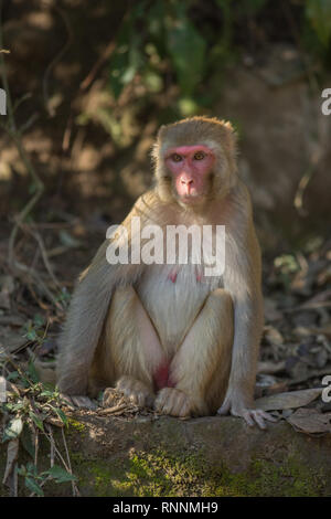 Macaque Rhésus (Macaca mulatta). Femelle adulte, assis sur le sol. Le nord de l'Inde. Banque D'Images