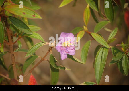 Fond fleur rose Banque D'Images