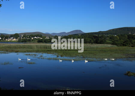 Grande piscine d'eau oiseaux blancs le long d'une prise d'eau de mer, de façon sauvage de l'Atlantique, dans le comté de Kerry, Irlande Banque D'Images