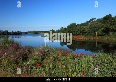 Sélection de couleur de fleurs sauvages au printemps sur une rivière irish bank, Kenmare, comté de Kerry, Irlande, façon sauvage de l'Atlantique Banque D'Images