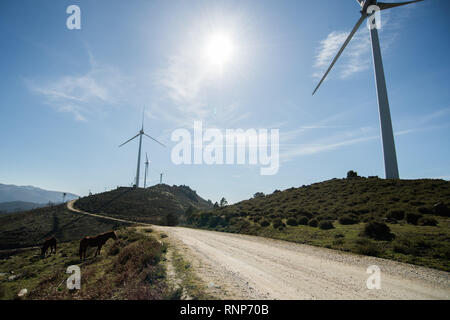 19 février 2019 - MonçÃ£O, Portugal - chevaux sauvages sont accueillis à l'Mendoiro-Bustavade sous park, l'un des 5 sous parcs nationaux de l'Alto Minho Wind Farm dans MonçÃ£o, au Portugal.L'Alto Minho Wind Farm a une capacité installée de 240 MW, répartie en cinq sous-parcs, désigné par Picos, Alto do Santo, Corisco, Mendoiro-Bustavade AntÃ³nio et Picoto-SÃ£o Silvestre. Dans la partie nord du pays, l'Alto Minho Wind Farm dans le district de Viana do Castelo, Portugal, est devenu pleinement opérationnel en novembre 2008. Au moment de l'achèvement, il était le plus grand parc éolien on-shore. La ferme éolienne c Banque D'Images