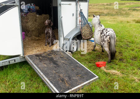 Un chien aboie assis à l'intérieur d'une boîte de cheval avec porte ouverte et poney shetland liée à l'extérieur au salon de l'agriculture locale Fort William en Écosse Banque D'Images