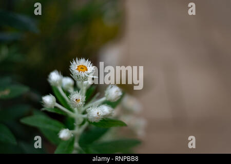 Fleurs blanches de Symphyotrichum Espèces, Hairy Aster, Aster, le gel blanc poilu Oldfield ou Aster Aster sauvage avec abeille pollinisant les yellow 100 Banque D'Images