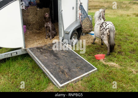Un chien aboie assis à l'intérieur d'une boîte de cheval avec porte ouverte et poney shetland liée à l'extérieur au salon de l'agriculture locale Fort William en Écosse Banque D'Images
