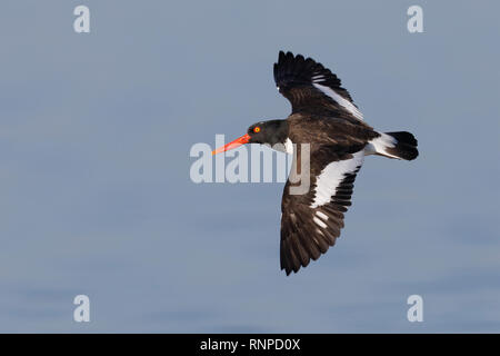 Huîtrier d'Amérique (Haematopus palliatus) en vol - Jekyll Island, Géorgie Banque D'Images