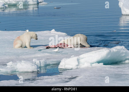 Deux ours polaires sauvages tués manger joint sur la banquise au nord de l'île de Spitsbergen, Svalbard Banque D'Images