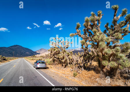 Location se trouve à côté de grands arbres Joshua Walker au passage dans la Sierra Nevada, en Californie, USA. Banque D'Images