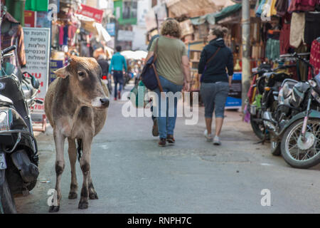 Une vache sur une rue animée sur une fin d'après-midi à Pushkar, Rajasthan. Banque D'Images