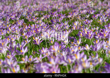 Close-up de belles plantes à fleurs Crocus au printemps. Voir de belles fleurs de crocus sur un pré dans la lumière du matin. Les fleurs du printemps. Banque D'Images