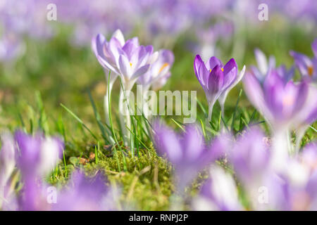 Close-up de belles plantes à fleurs Crocus au printemps. Voir de belles fleurs de crocus sur un pré dans la lumière du matin. Les fleurs du printemps. Banque D'Images