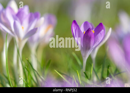 Close-up de belles plantes à fleurs Crocus au printemps. Voir de belles fleurs de crocus sur un pré dans la lumière du matin. Les fleurs du printemps. Banque D'Images