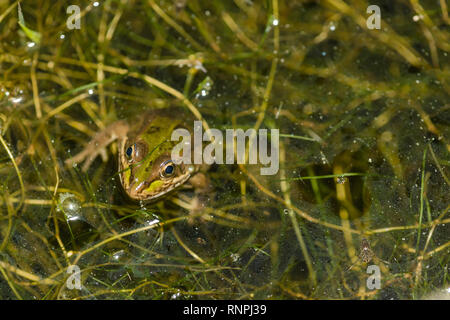 Grenouille Rousse (Rana perezi) de se cacher dans la végétation immergée dans un étang par nuit, Espagne Banque D'Images