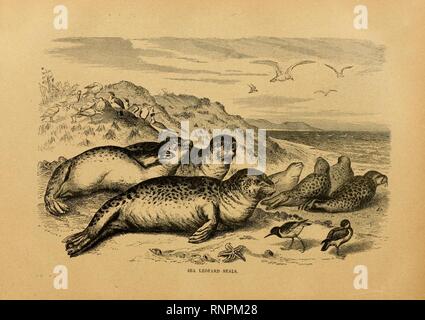 Cassell's natural history (page 242) (6904733854). Banque D'Images
