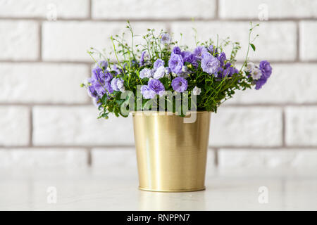 Campanula fleurs dans un pot d'or. Banque D'Images