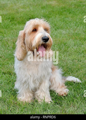 Le portrait typique de Petit Basset Griffon Star Wars Galaxies dans le jardin d'été Banque D'Images