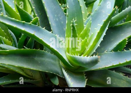 L'aloès (Aloe vera), détail, Allemagne Banque D'Images