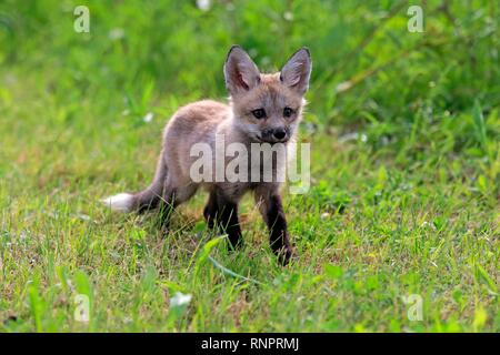 L'Est de l'American Red Fox (Vulpes vulpes fulvus), jeune animal exécutant dans le pré, Pine Comté (Minnesota), USA Banque D'Images