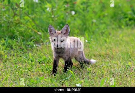 L'Est de l'American Red Fox (Vulpes vulpes fulvus), jeune animal exécutant dans le pré, Pine Comté (Minnesota), USA Banque D'Images