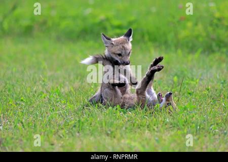 American renards roux (Vulpes vulpes fulvus), les jeunes animaux jouant sur un pré, comportement social, Pine Comté (Minnesota), USA Banque D'Images