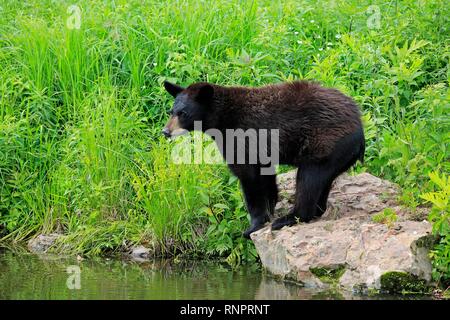 Ours noir (Ursus americanus), jeune animal debout sur des roches par l'eau, Pine Comté (Minnesota), USA Banque D'Images