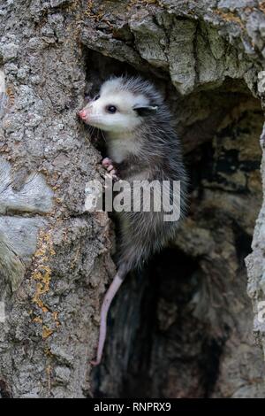 L'Opossum de Virginie (Didelphis virginiana), jeune animal cherchant refuge en tronc d'arbre, Pine Comté (Minnesota), USA Banque D'Images