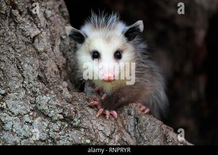 L'Opossum de Virginie (Didelphis virginiana), jeune animal sur tronc d'arbre, vigilants, animal portrait, Pine Comté (Minnesota), USA Banque D'Images