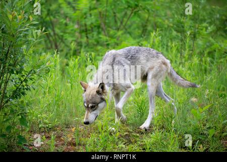 Le loup (Canis lupus), adulte, marche sur pré, Pine Comté (Minnesota), USA Banque D'Images