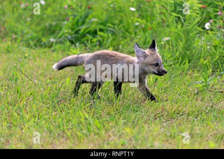 L'Est de l'American Red Fox (Vulpes vulpes fulvus), jeune animal s'exécutant sur un pré, Pine Comté (Minnesota), USA Banque D'Images