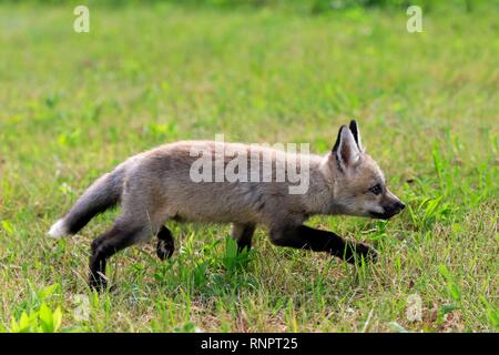 L'Est de l'American Red Fox (Vulpes vulpes fulvus), jeune animal s'exécutant sur un pré, Pine Comté (Minnesota), USA Banque D'Images
