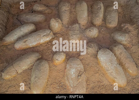 Oeufs de dinosaures fossilisés Protoceratops Banque D'Images