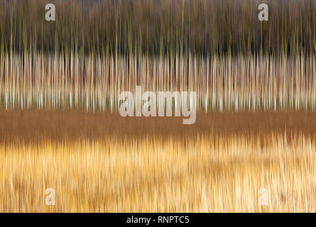 Structures d'arbres, avec un effet d'effacement Banque D'Images