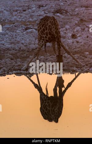 Girafe de boire à un point d'eau reflétant dans l'eau, Okaukuejo Rest Camp, Etosha National Park, Namibie Banque D'Images