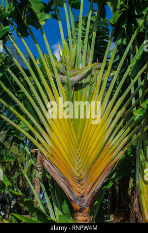 Madagascar arbre du voyageur (Ravenala madagascariensis) avec la lumière du soleil et fond de ciel bleu Banque D'Images