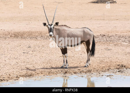 Gemsbok, Oryx gazella, dans le parc national, transfrontalier de Kgalagadi, Northern Cape, Afrique du Sud. Vue de côté à côté de la rivière Auob waterhole Banque D'Images