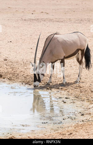 Gemsbok, Oryx gazella, dans le parc national, transfrontalier de Kgalagadi, Northern Cape, Afrique du Sud. Seul point d'eau potable à sec dans la rivière Auob, ref Banque D'Images