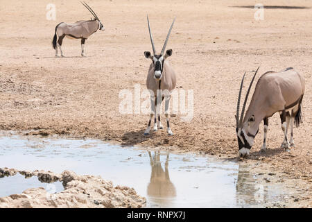 Gemsbok, Oryx gazella, dans le parc national, transfrontalier de Kgalagadi, Northern Cape, Afrique du Sud de l'alcool au point d'eau dans la rivière Auob sec avec ref Banque D'Images