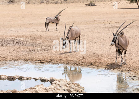 Gemsbok, Oryx gazella, dans le parc national, transfrontalier de Kgalagadi, Northern Cape, Afrique du Sud dans l'eau de la rivière Auob reflète dans Banque D'Images