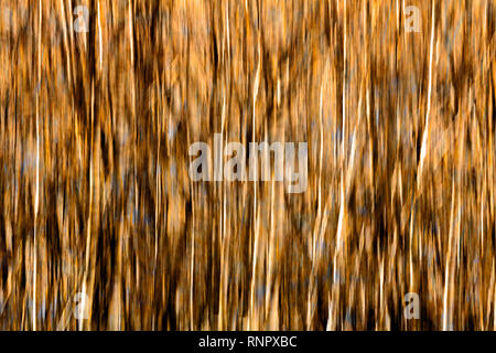Structures d'arbres, avec un effet d'effacement Banque D'Images