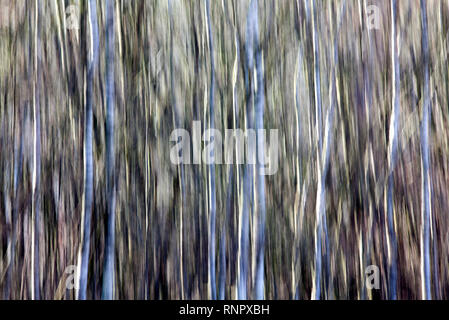 Structures d'arbres, avec un effet d'effacement Banque D'Images
