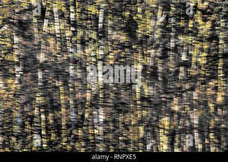 Structures d'arbres, avec un effet d'effacement Banque D'Images