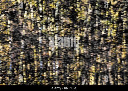 Structures d'arbres, avec un effet d'effacement Banque D'Images